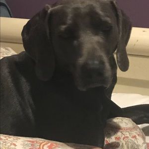 Meet your Posher, Betty